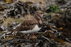 David Plant Photography - Wildlife Photography - Turnstone - I